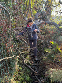 LL15 Fallen tree Oct 26