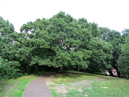Honor Oak