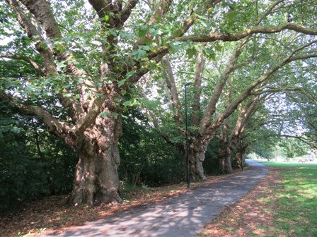 Ladywell Fields