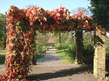 Ruskin Park Pergola