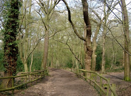 Whitewebbs Wood