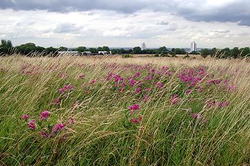 Woolwich Common